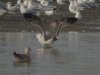 Caspian Gull at Hole Haven Creek (Steve Arlow) (160203 bytes)